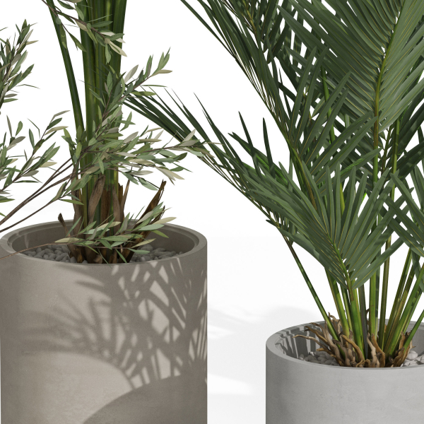 Plants collection 989