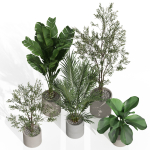 Plants collection 989