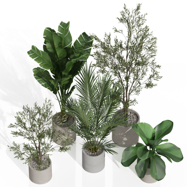 Plants collection 989