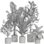 Plants collection 989