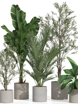 Plants collection 989