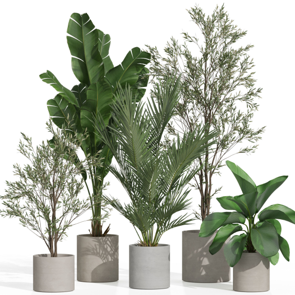 Plants collection 989
