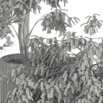 Plants collection 990