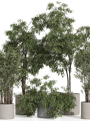 Plants collection 990
