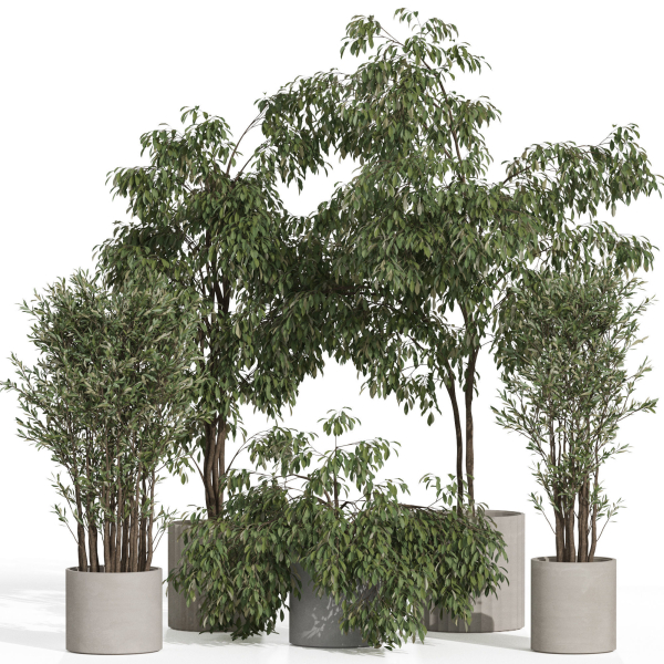 Plants collection 990