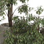 Plants collection 990