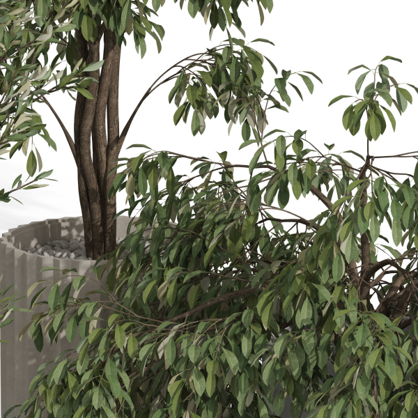 Plants collection 990