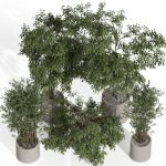 Plants collection 990