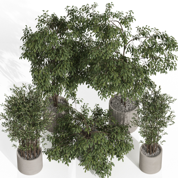 Plants collection 990