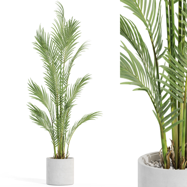 Plants collection 991