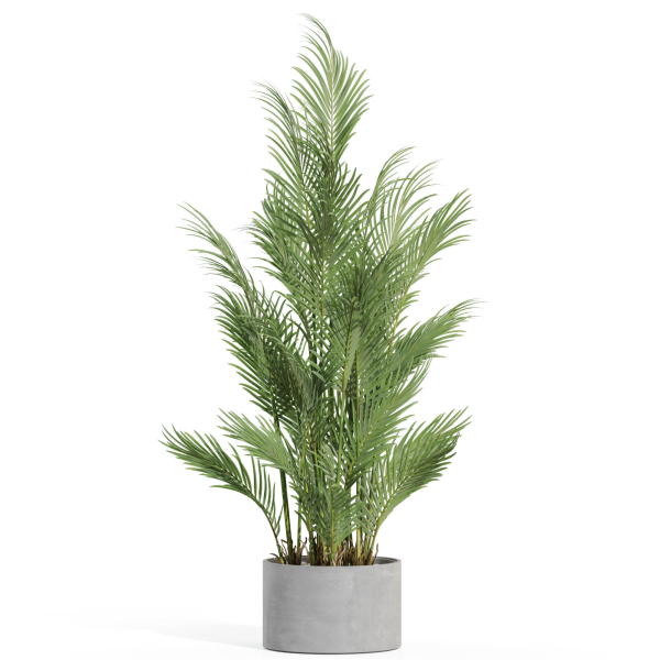 Plants collection 992