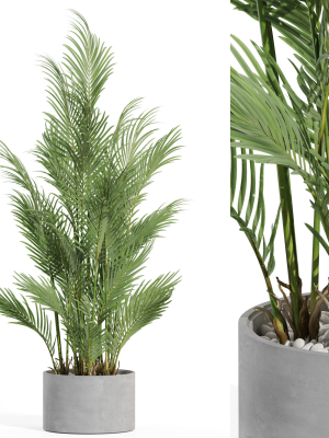 Plants collection 992