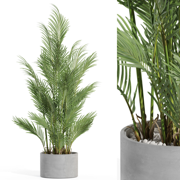 Plants collection 992