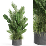 Plants collection 993