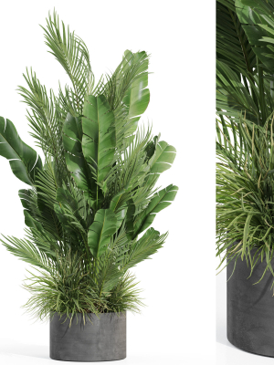 Plants collection 993