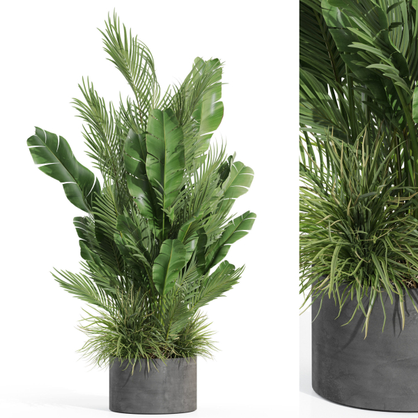 Plants collection 993
