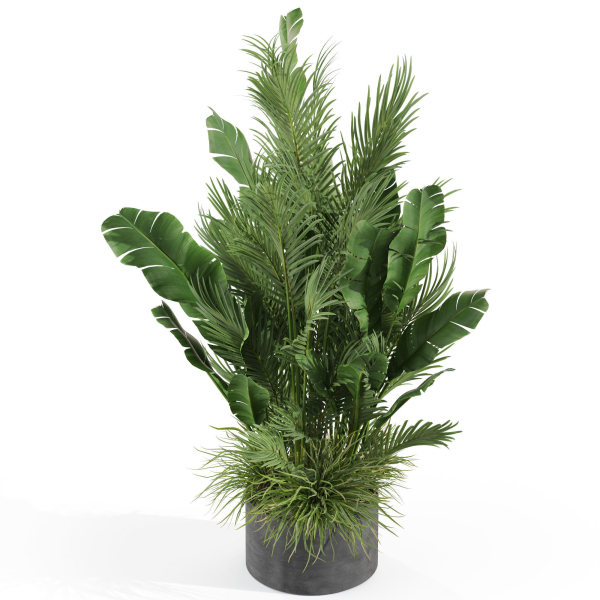 Plants collection 993
