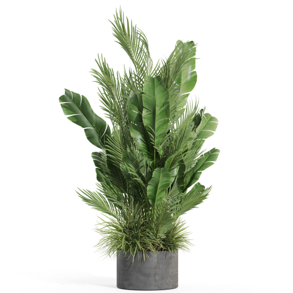 Plants collection 993
