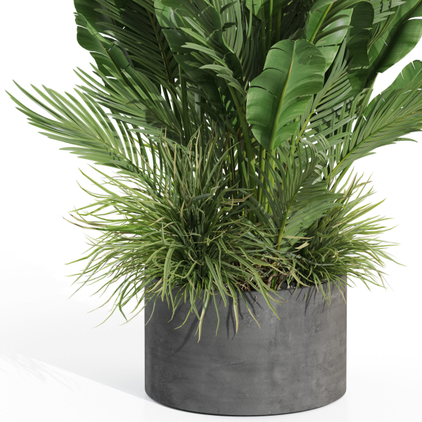 Plants collection 993