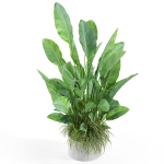 Plants collection 994