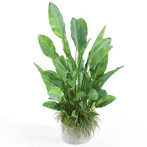 Plants collection 994