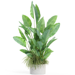 Plants collection 994