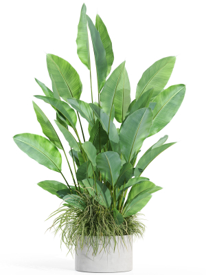 plants-collection-994-3d-model-5777f53365