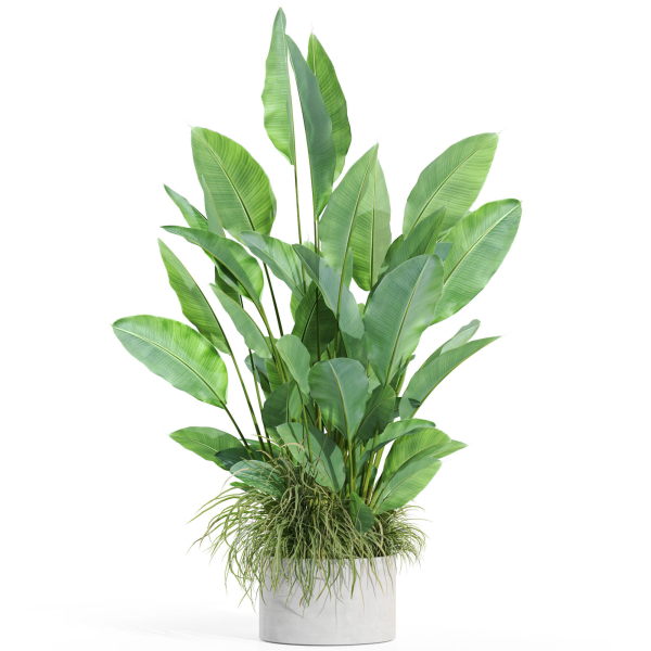 Plants collection 994