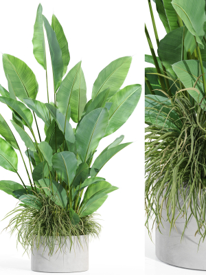 Plants collection 994