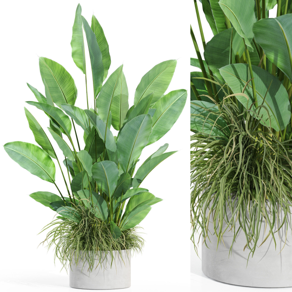 Plants collection 994
