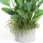 Plants collection 994