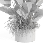 Plants collection 994