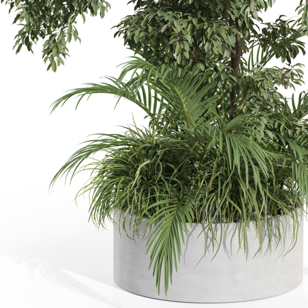Plants collection 995