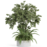 Plants collection 995