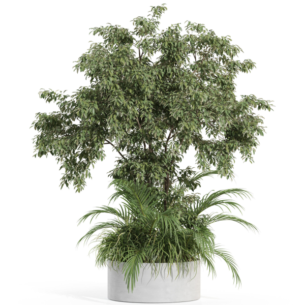 Plants collection 995