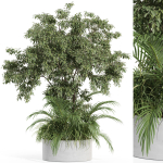 Plants collection 995