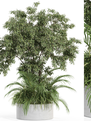 Plants collection 995
