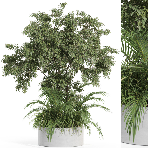 Plants collection 995