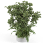 Plants collection 995