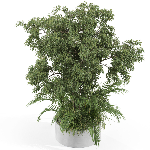 Plants collection 995