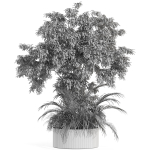 Plants collection 995