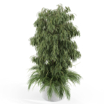Plants collection 996