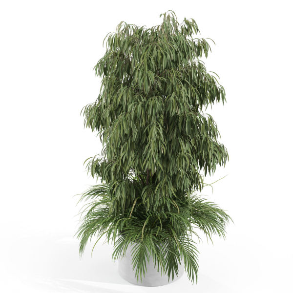 Plants collection 996