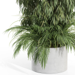 Plants collection 996