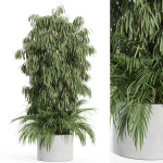 Plants collection 996