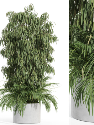 Plants collection 996