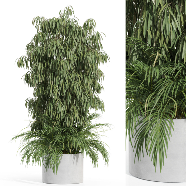 Plants collection 996