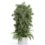 Plants collection 996