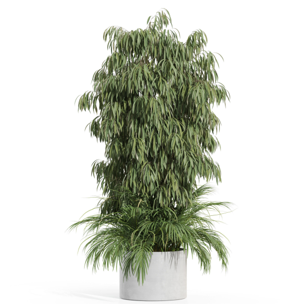 Plants collection 996