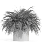 Plants collection 997